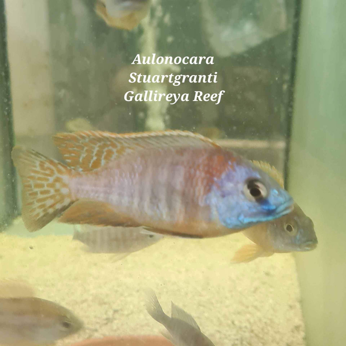 Gallireya Reef Cichlid - (No Online Purchases)