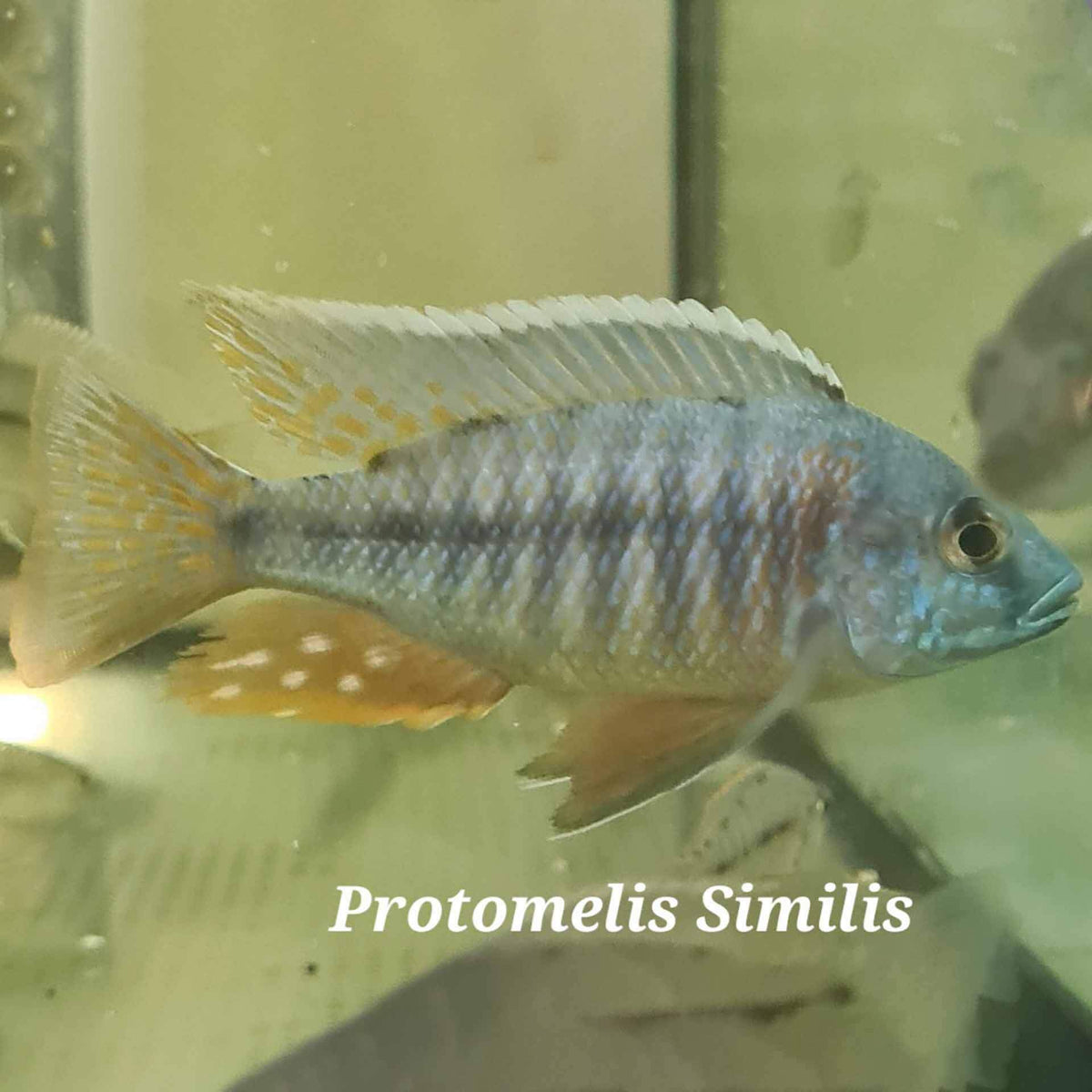 Protomelas Similis Cichlid - (No Online Purchases)