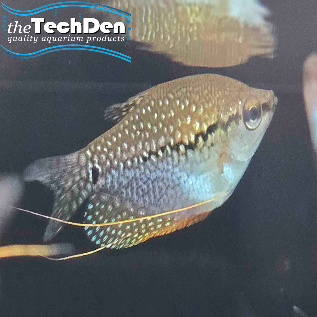 Pearl Gourami 5cm - (No Online Purchases)