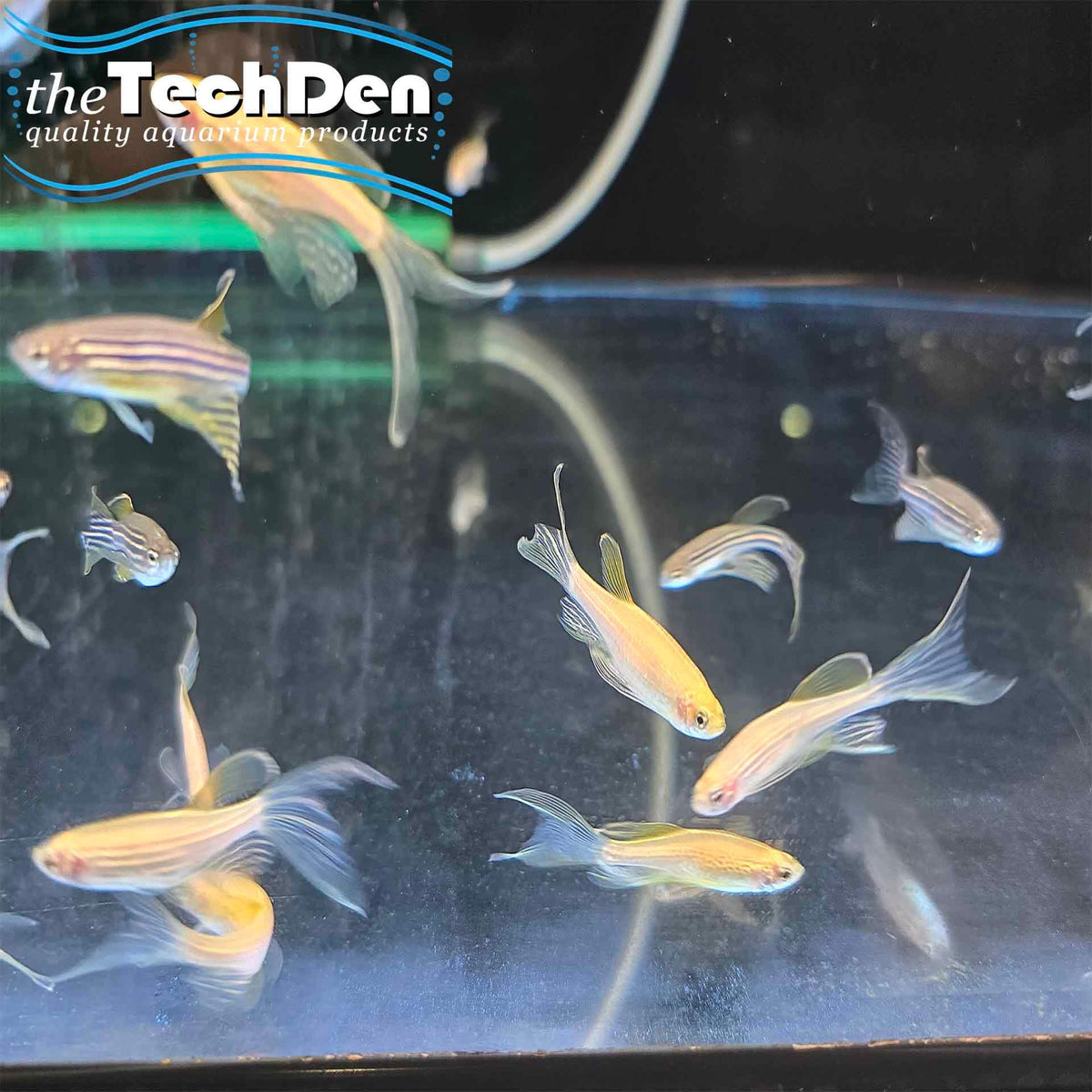 Assorted Longfin Danio  - (No Online Purchases)