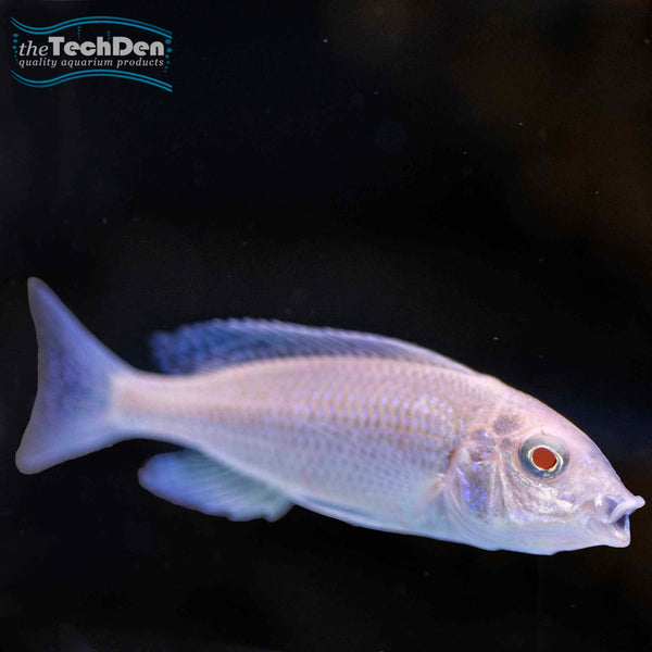 Albino Blue Dolphin Cichlid Cyrtocara Moorii No Online Purchases albino-blue-dolphin-cichlid-cyrtocara-moorii-no-online-purchases