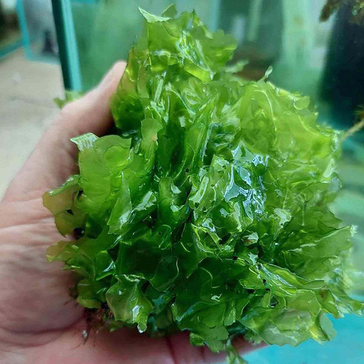 Aquatic Live Food Green Sea Lettuce - Macroalgae - Instore Pick Up Only