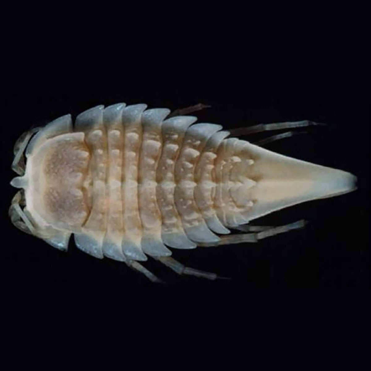 Aquatic Live Food Marine Isopods - Live Food - Instore Pick Up Only