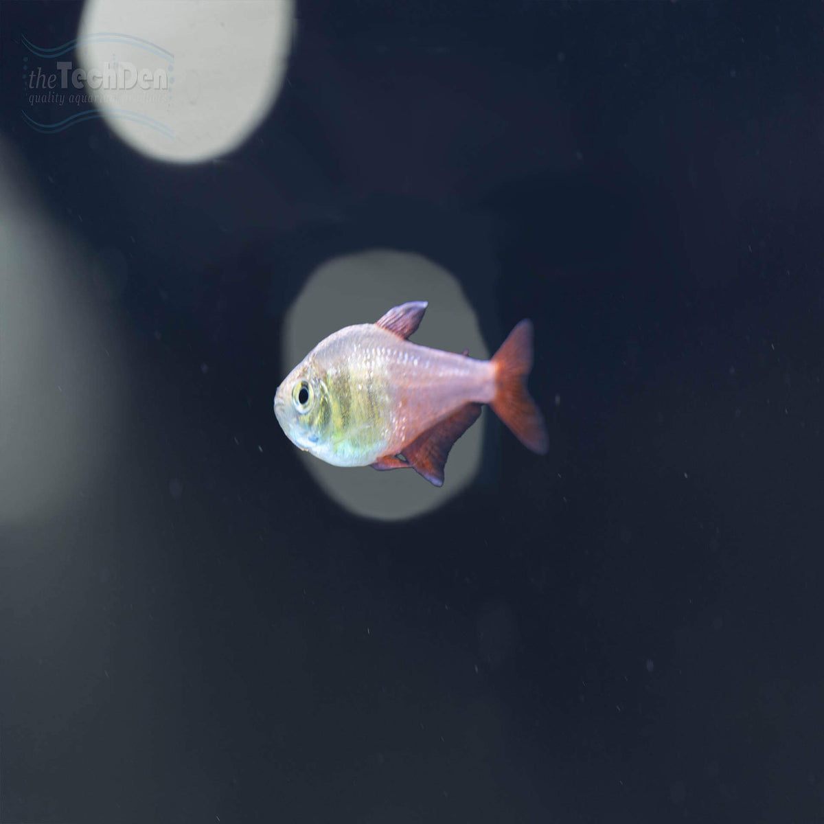 Golden Flame Tetra - (No Online Purchases)