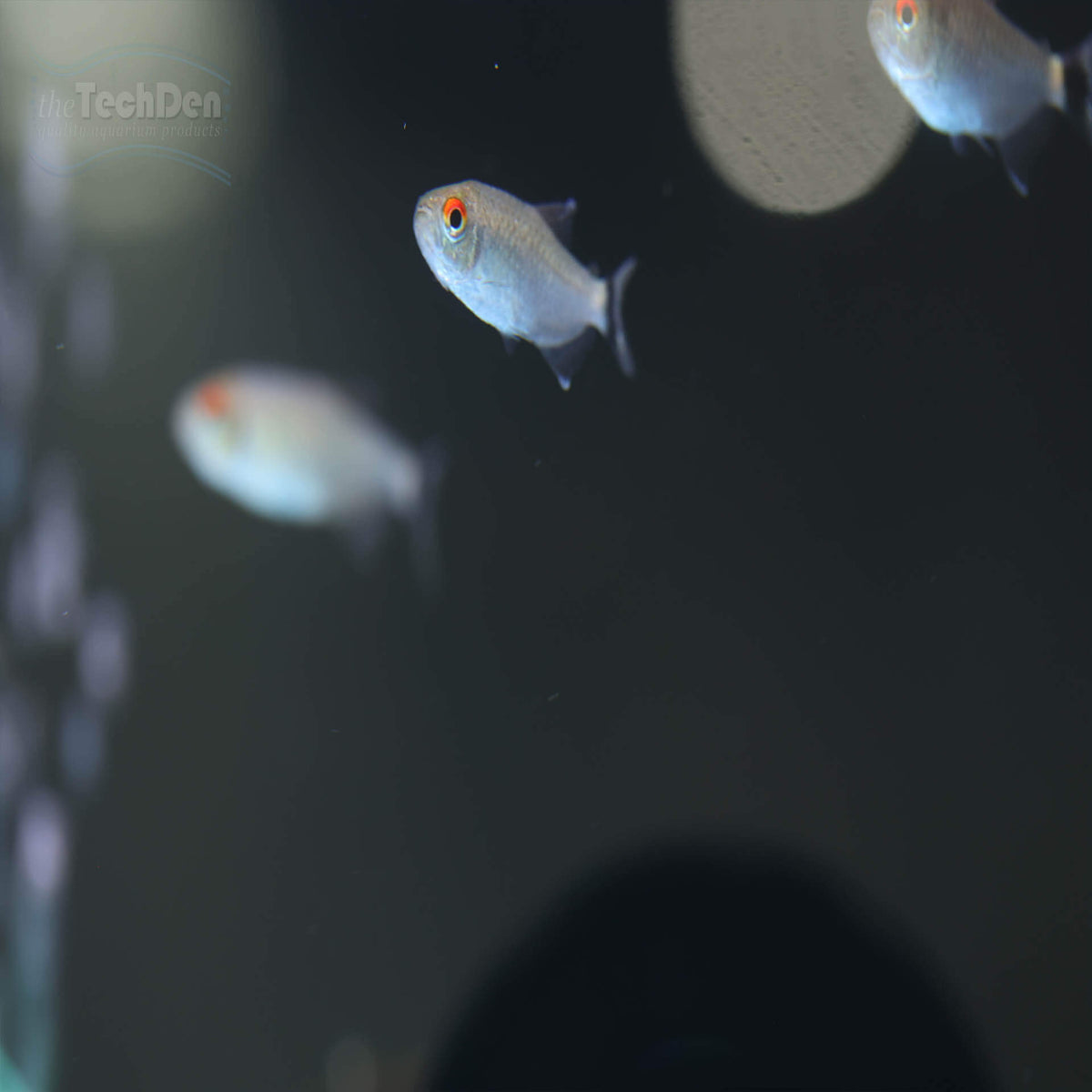 Lamp Eye Tetra - (No Online Purchases)
