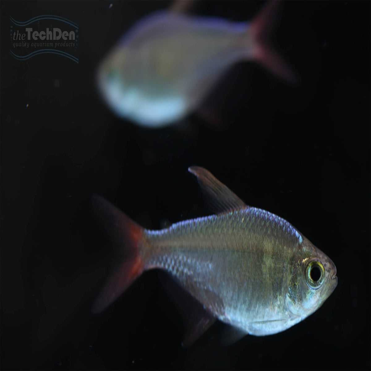 Red Blue Colombian Tetra - (No Online Purchases)