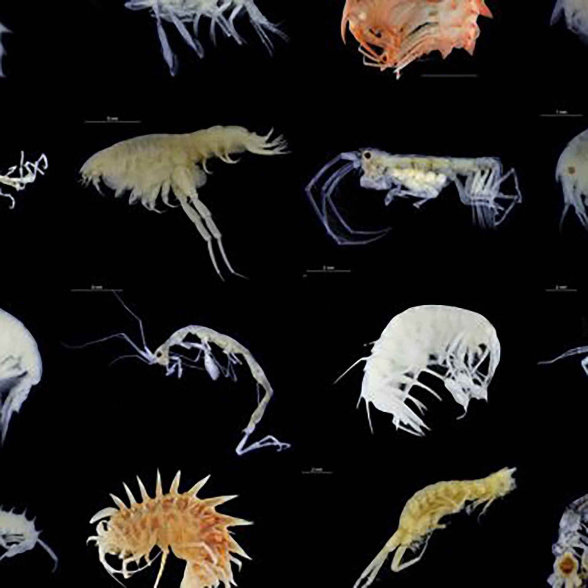 Aquatic Live Food Wild Zooplankton Mix - Live Food - Instore Pick Up Only