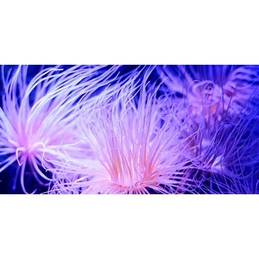 Anemone - High Gloss Picture Background - (60,90,120cm wide options)