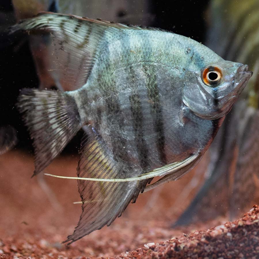 Mixed Angelfish Large - (No Online Purchases)