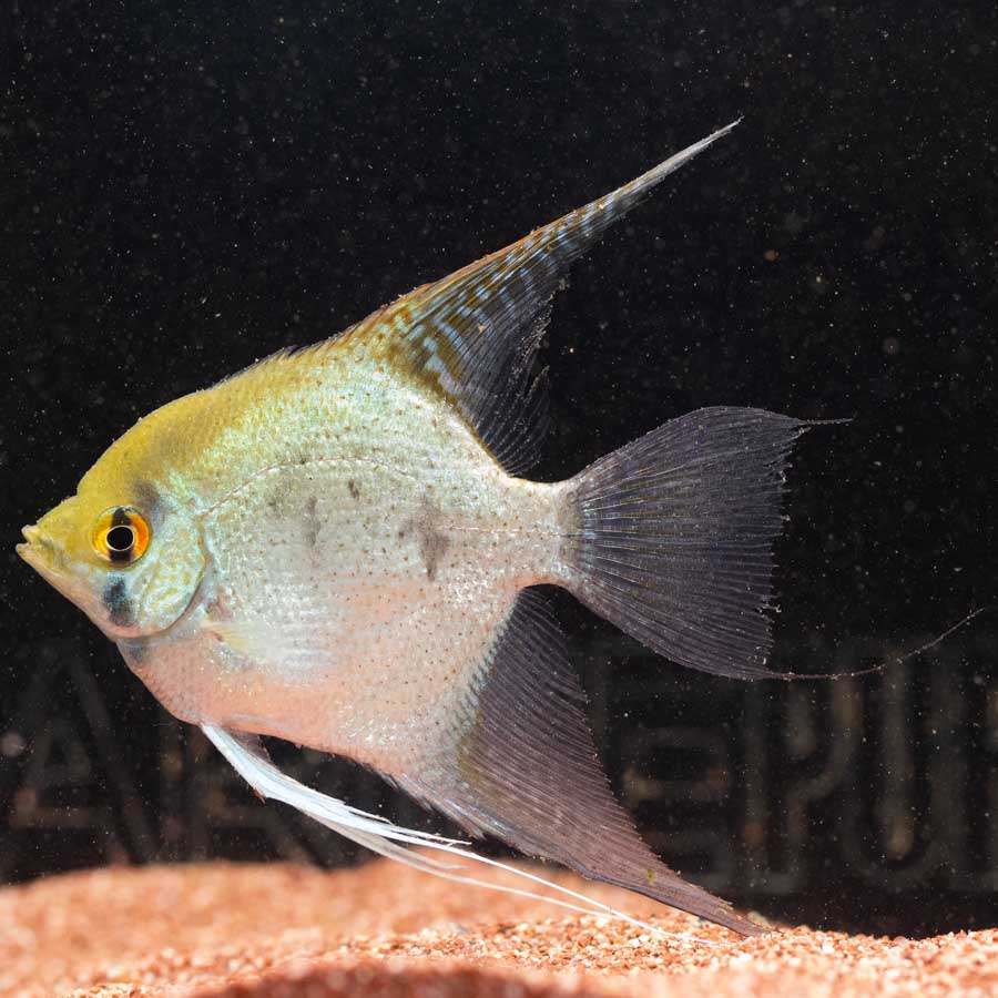 Mixed Angelfish Large - (No Online Purchases)
