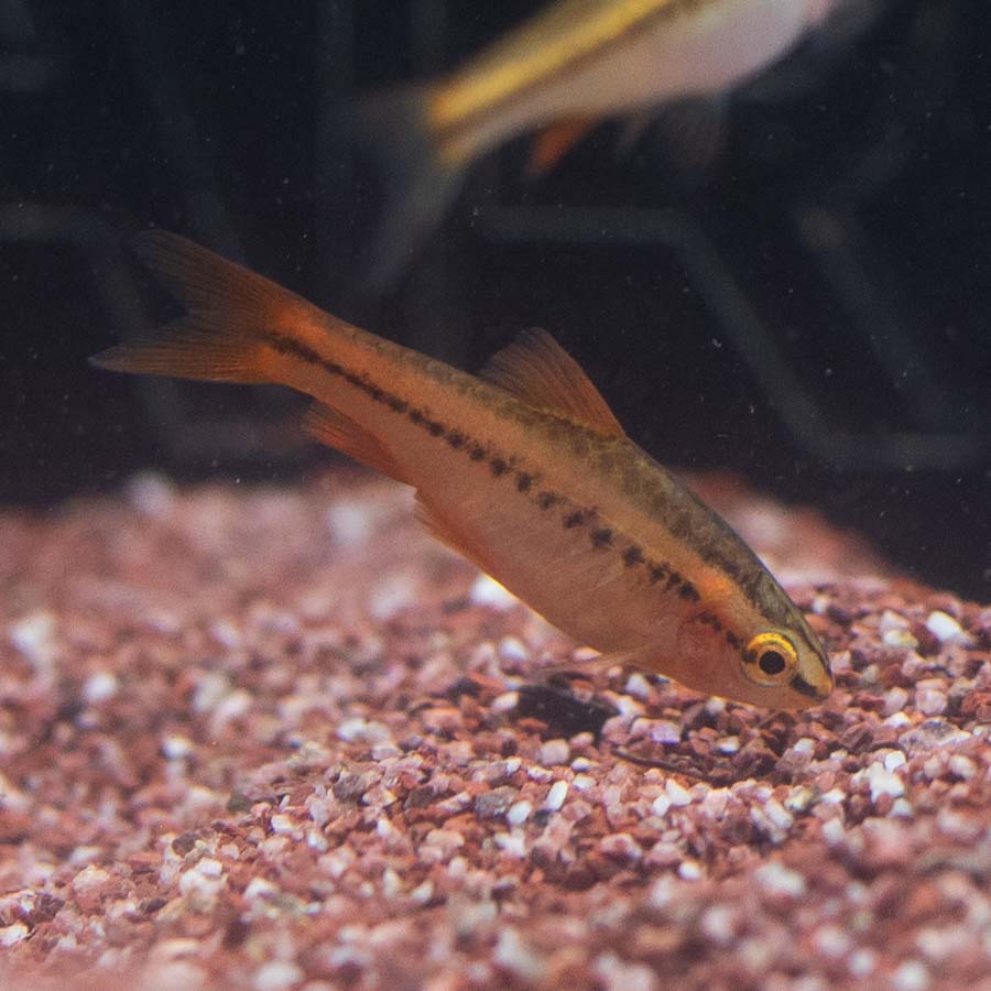 Cherry Barb - (No Online Purchases)