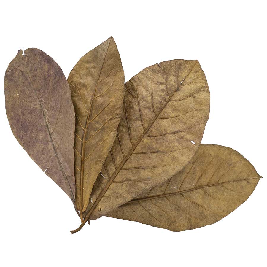 Golden Tree 20 Indian Almond Leaves
