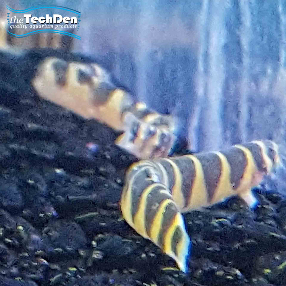 Kuhli Loach - (No Online Purchases)