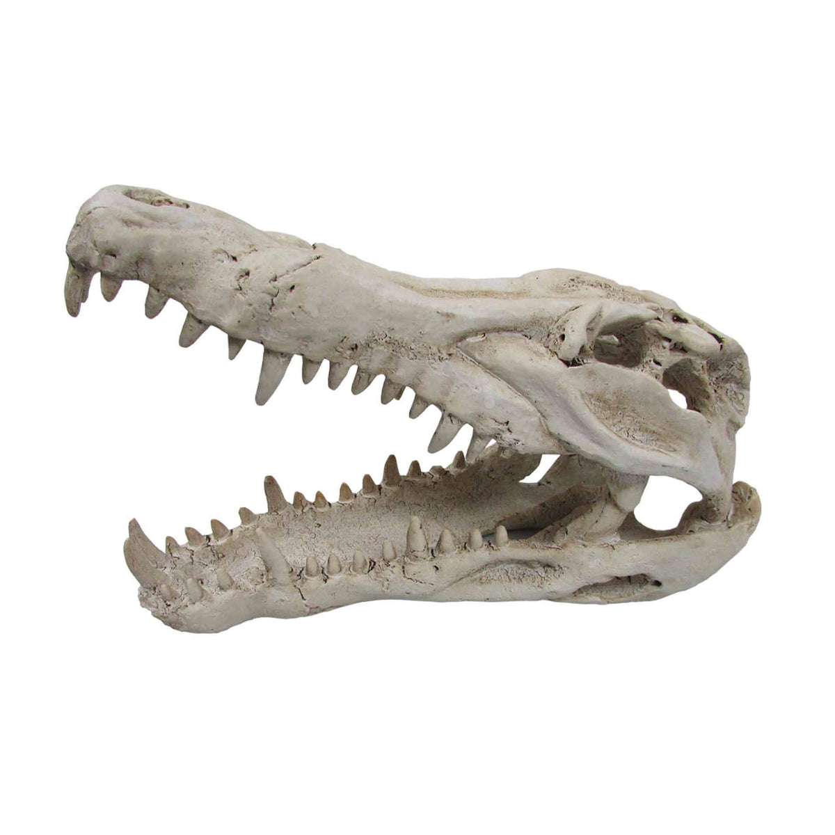 Cros Skull Medium - 25 x 11.5 x 15.5cm