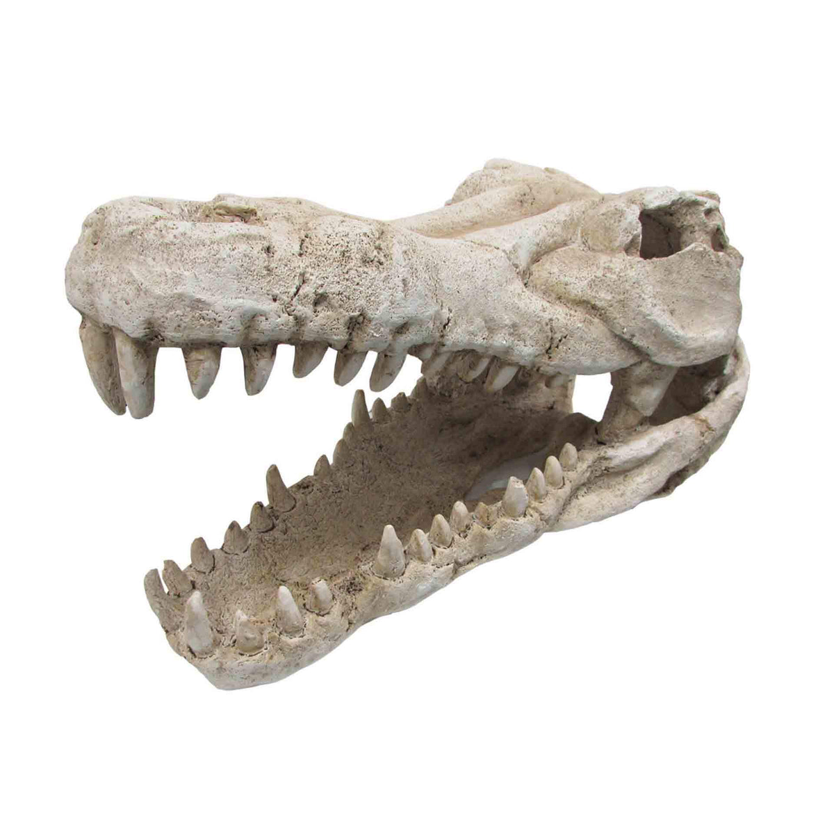 Croc Skull X Large - 44 x 22 x 25cm