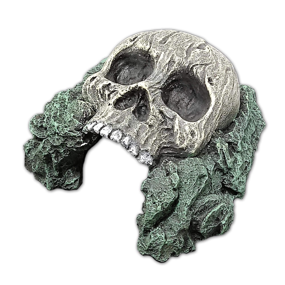 Human Skull Hide - 15.5 x 16 x 8.5cm