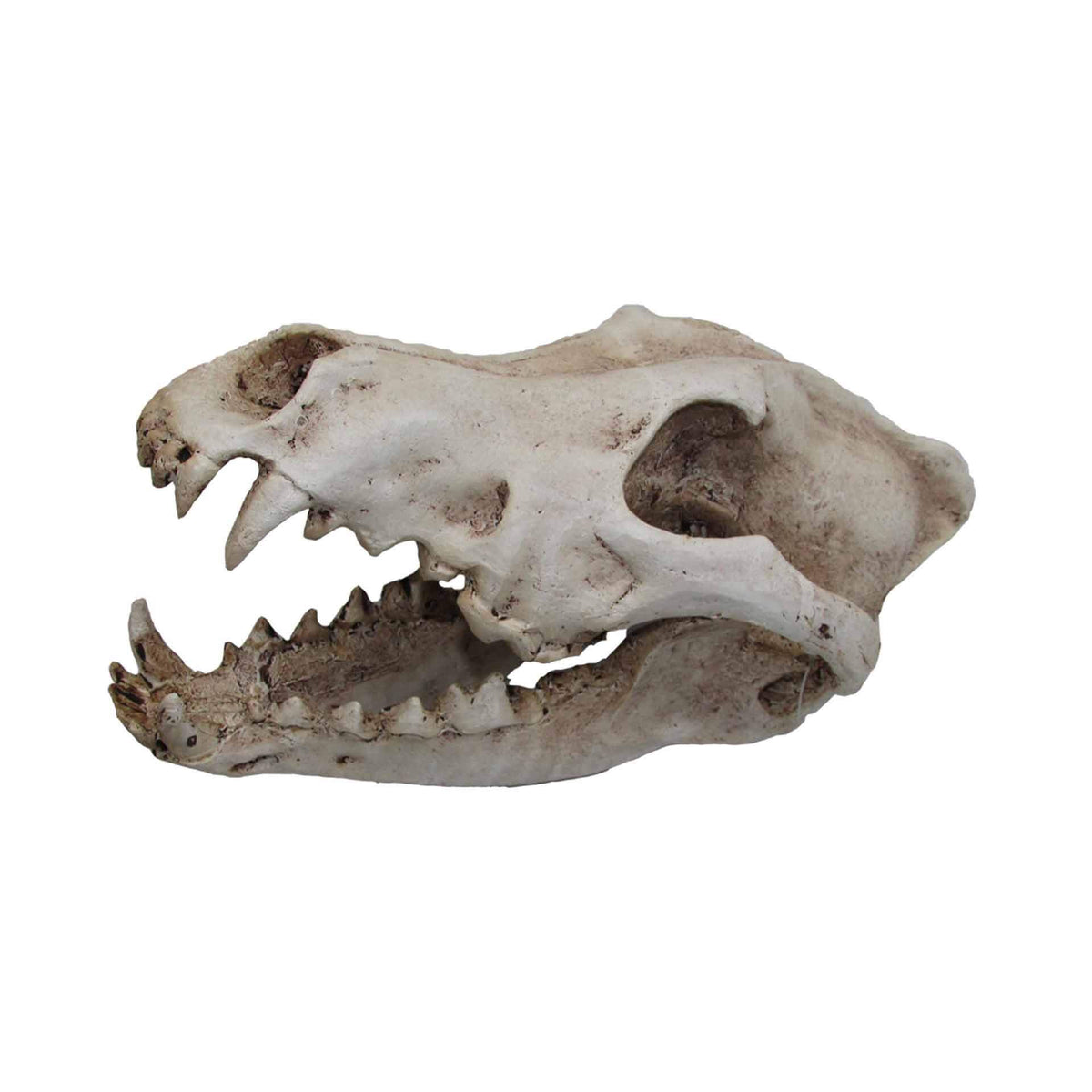 Wolf Skull - 24 x 13 x 13cm