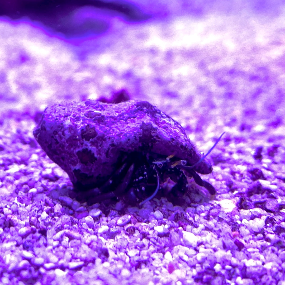 Janitor Hermit Crab  - (No Online Purchases)