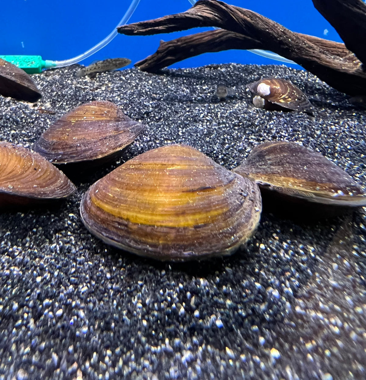 Freshwater Mussel (No Online Purchases)