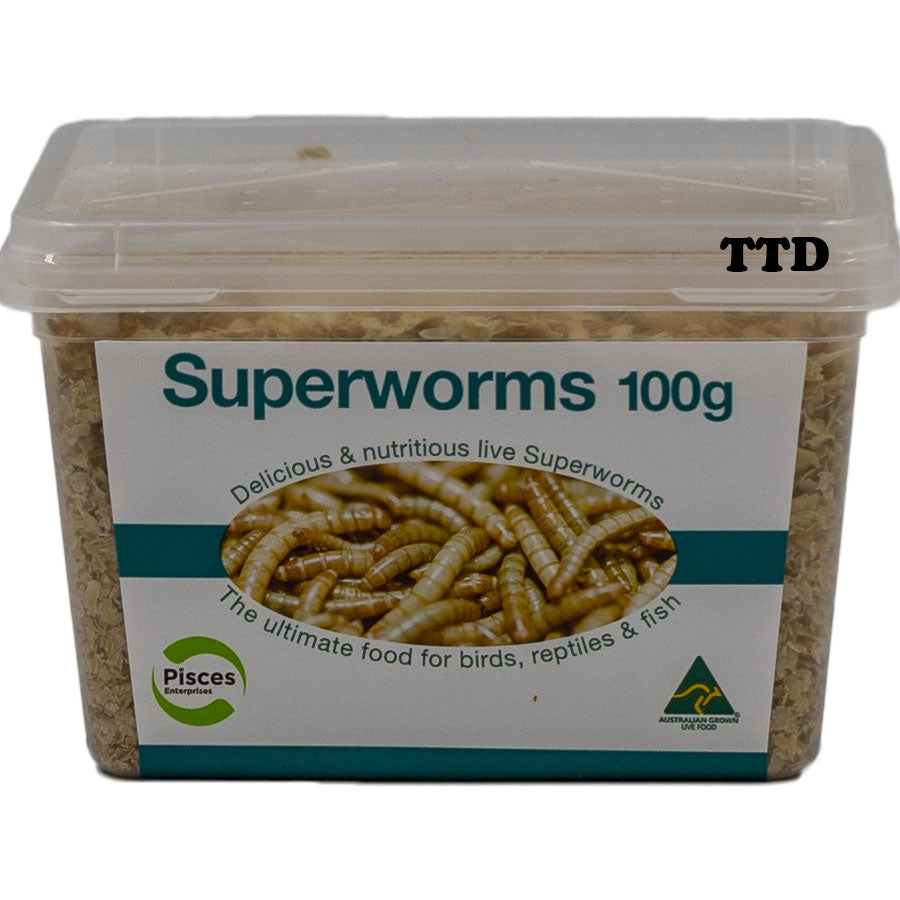 Pisces Superworms - 100g Tub - Live Food - In Store Pick Up Only