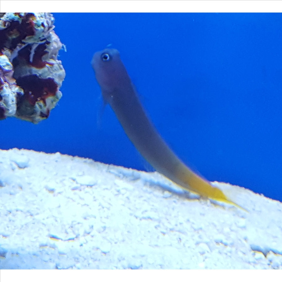 Bicoloured Blenny - (No Online Purchases)