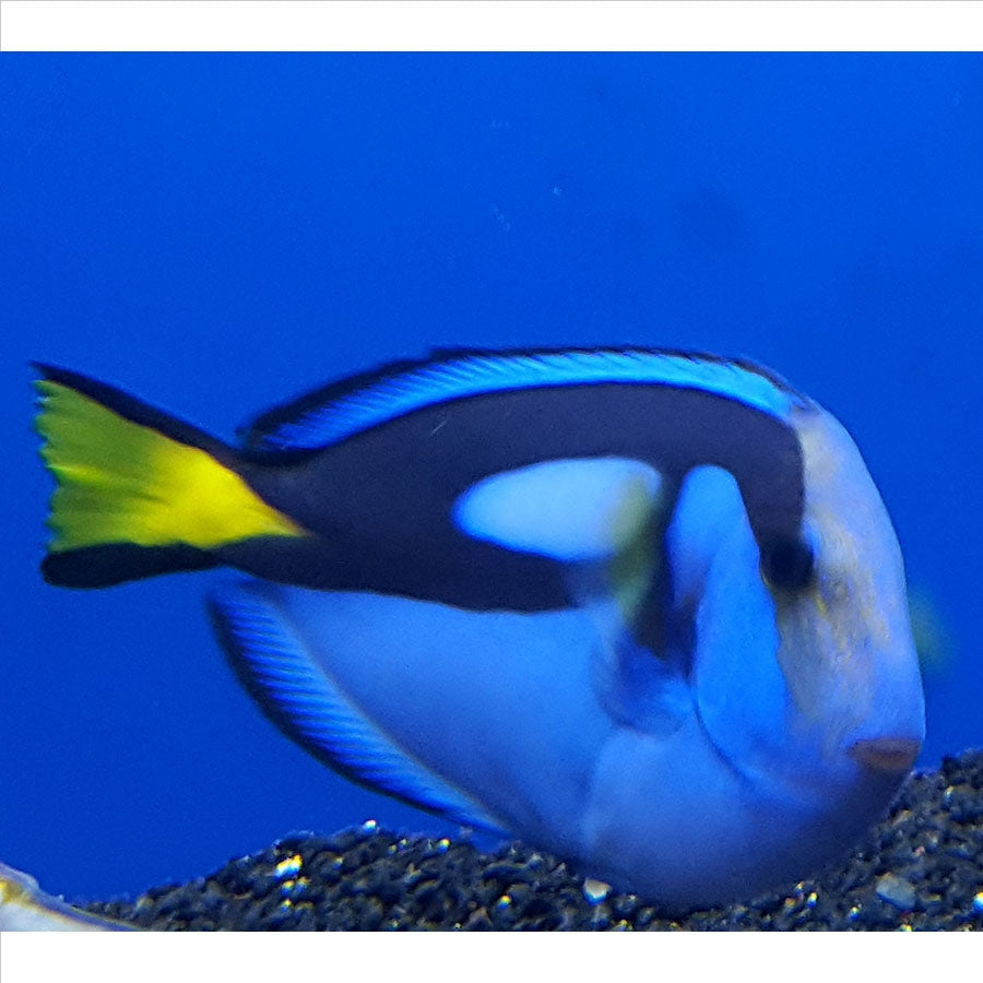Blue Tang Medium - (No Online Purchases)