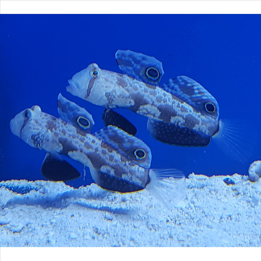 Twinspot Goby - (No Online Purchases)