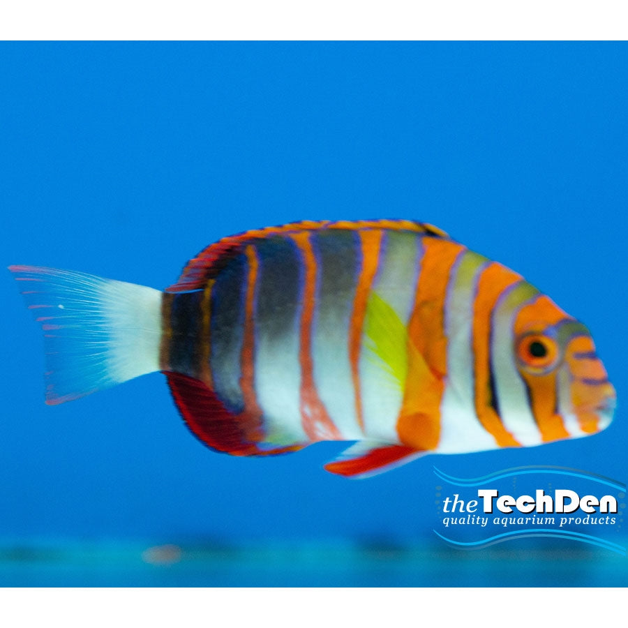 Harlequin Tuskfish - (No Online Purchases)