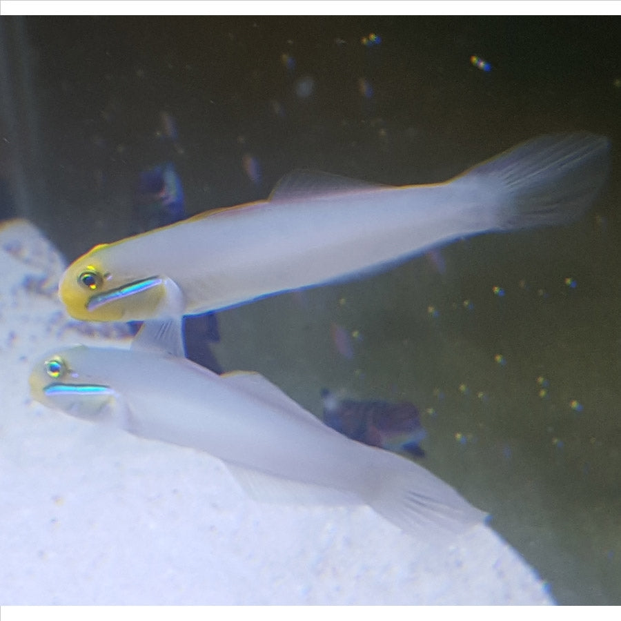 Gold Head Goby - (No Online Purchases)