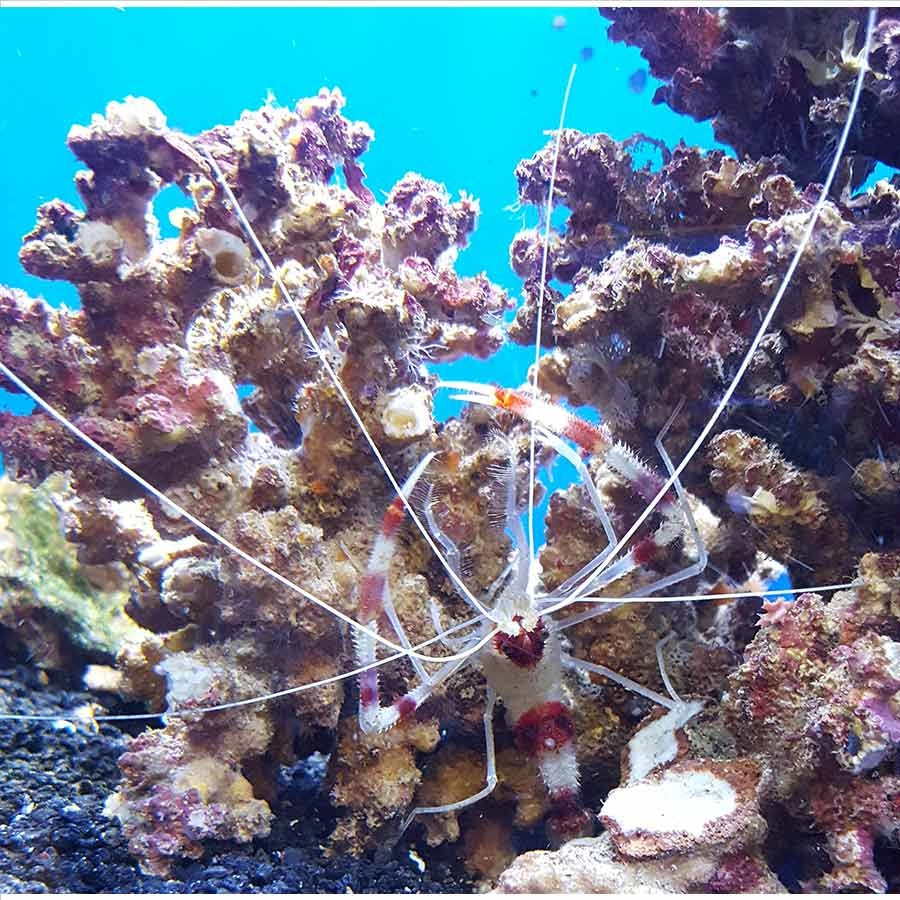 Coral Banded Shrimp  - (No Online Purchases)