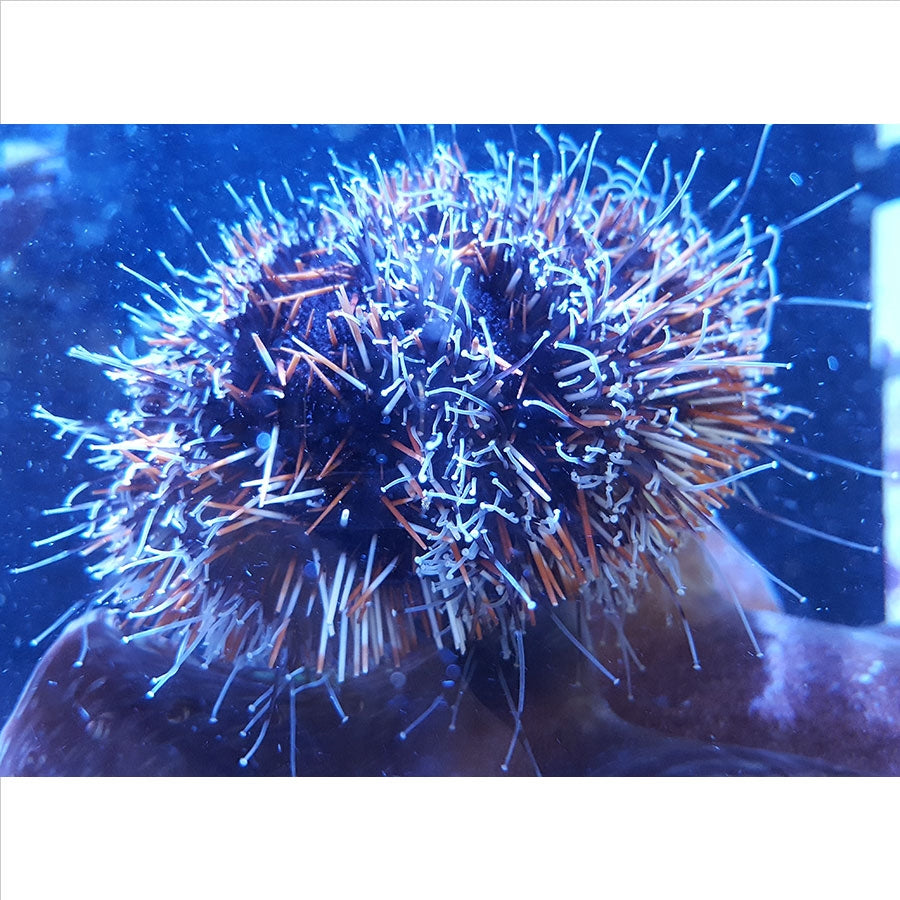 Urchins - (No Online Purchases)