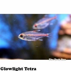 Glowlight Tetra - (No Online Purchases)