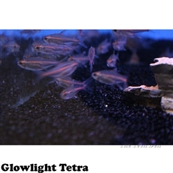 Glowlight Tetra - (No Online Purchases)