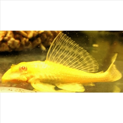 Albino Sailfin Pleco - Gibbiceps Catfish (No Online Purchases)