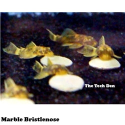 Marble Short Fin Bristlenose Medium - (No Online Purchases)