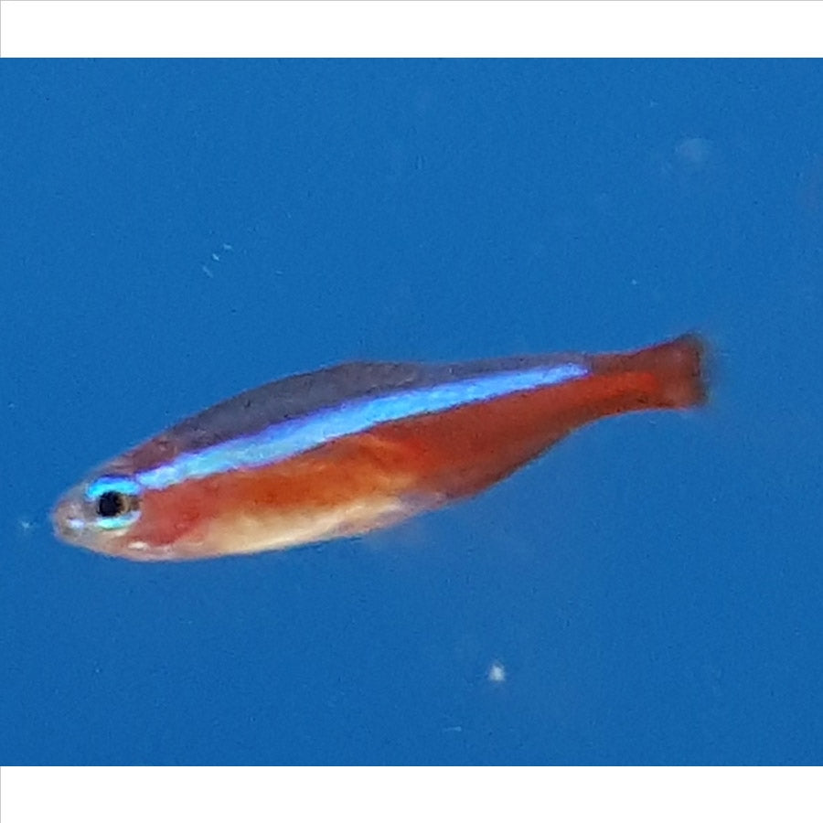 Cardinal Tetra - (No Online Purchases)