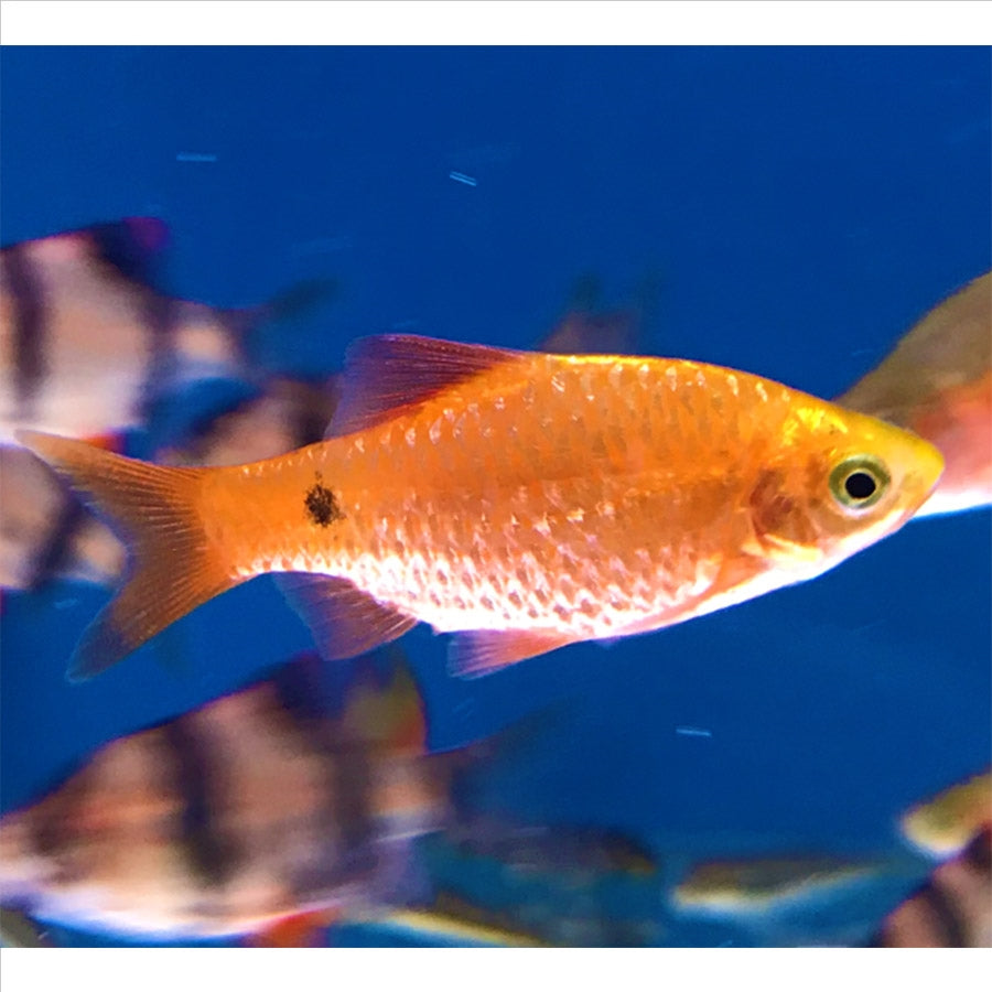 Glowlight Chilli Rosy Barb - (No Online Purchases)