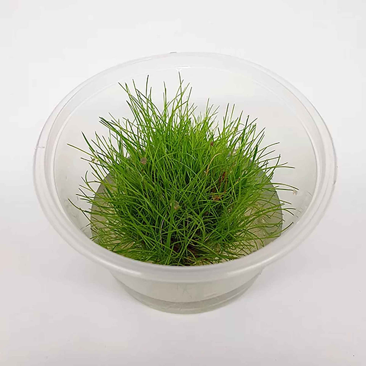 Eleocharis acicularis ‘Dwarf Hair Grass’ Live Plant - Tissue Culture