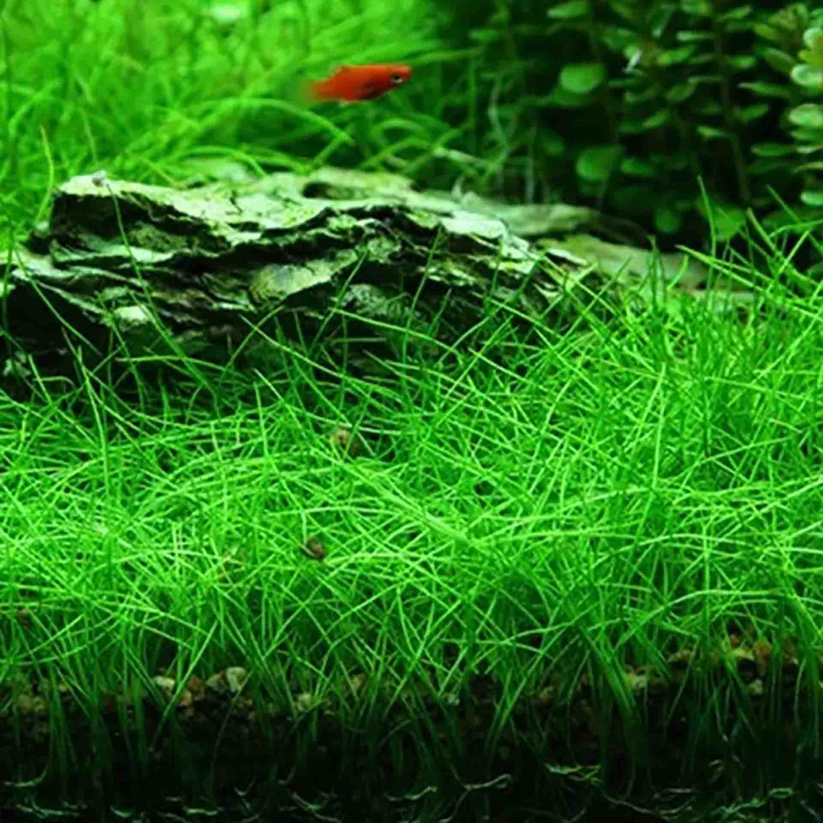 Eleocharis acicularis ‘Dwarf Hair Grass’ Live Plant - Tissue Culture