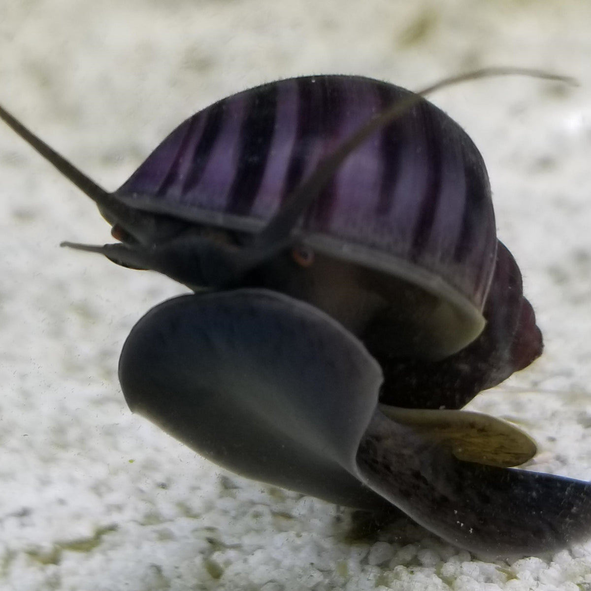 Purple Mystery Snails - (No Online Purchases)