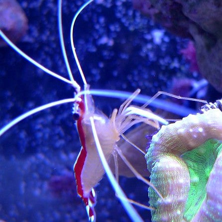 Red Line Cleaner Shrimp  - (No Online Purchases)