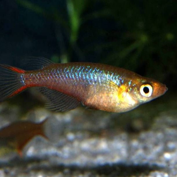 Neon Blue Rice Fish - (No Online Purchases)