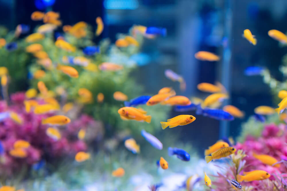 Benefits of Aquarium LED lighting