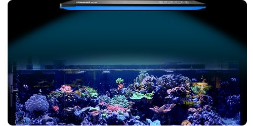 Kessil Lights
