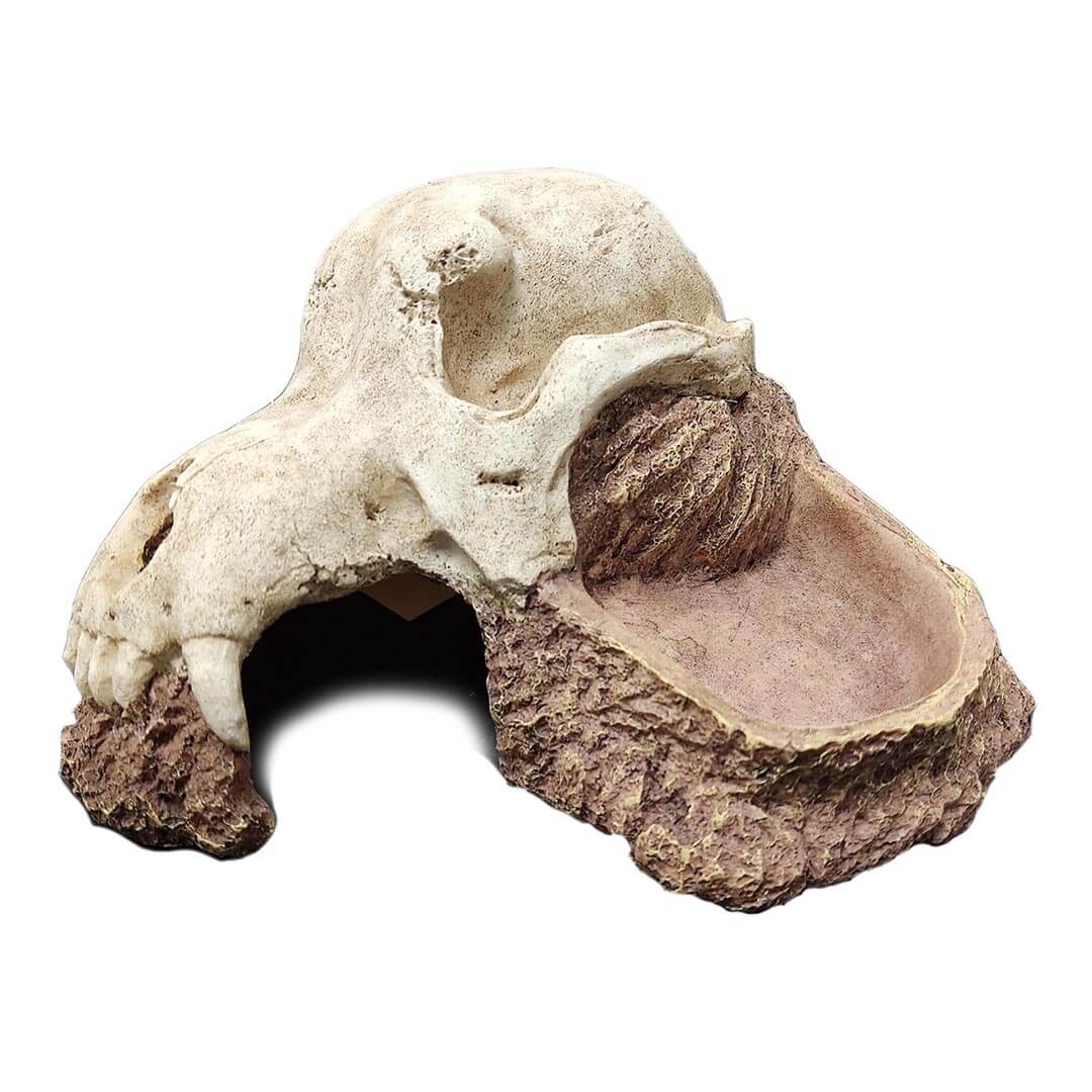 Wolf Skull Hide Rock -  18.5 x 18.5 x 10CM