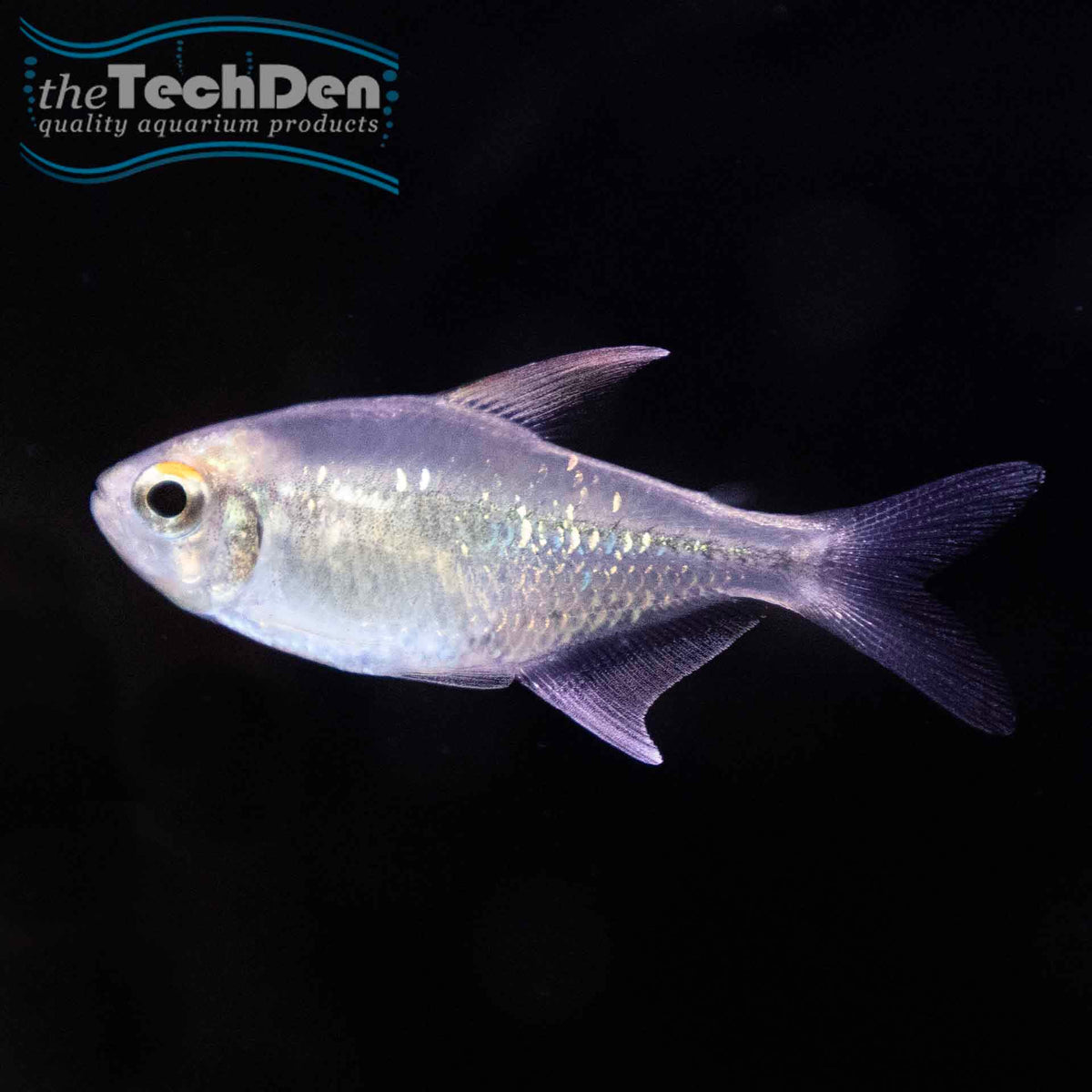 Diamond Tetra - (No Online Purchases)