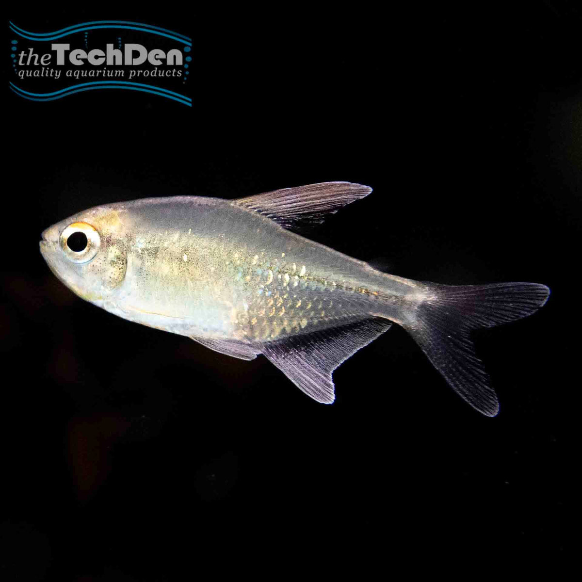 Diamond Tetra - (No Online Purchases)