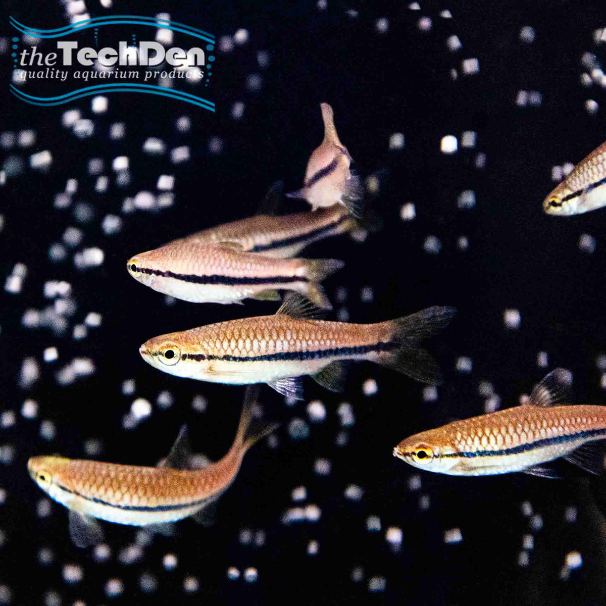 Blue Line Rasbora - (No Online Purchases)