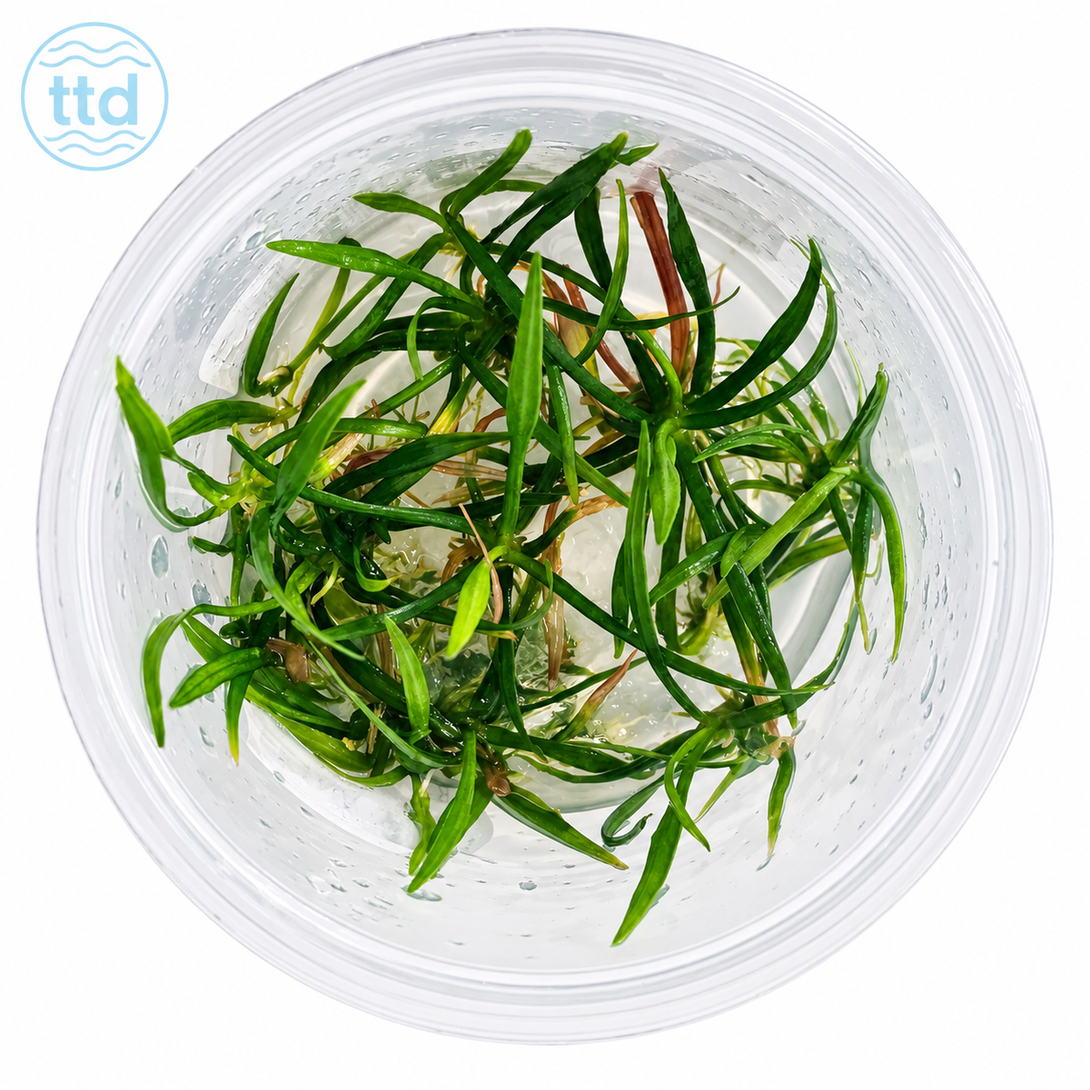 AquaDepot Helanthium Tenellum "broad" - Live Plant - Tissue Culture