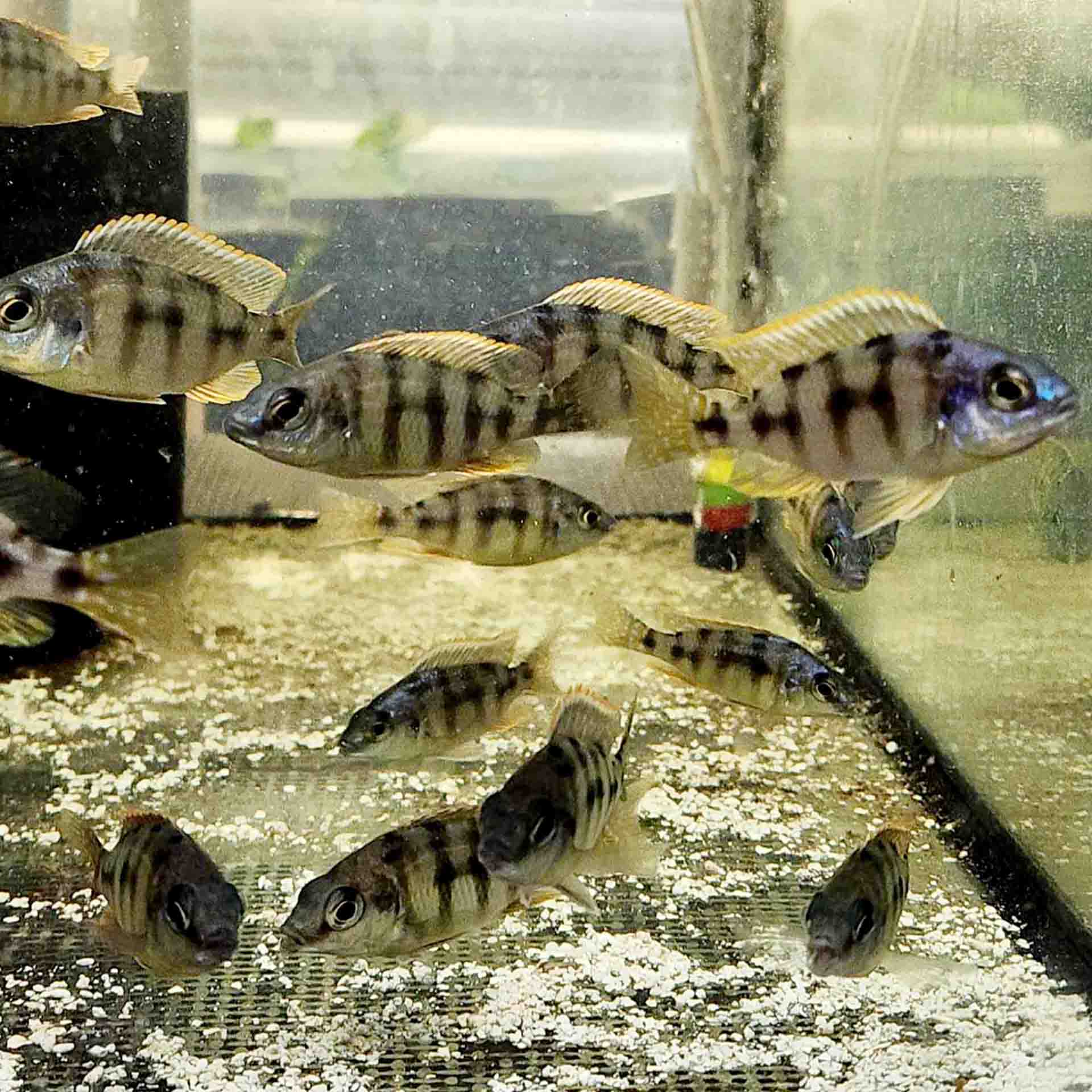 Taiwan Reef Cichlid (Protomelas sp. Steveni Taiwan) - (No Online Purch ...